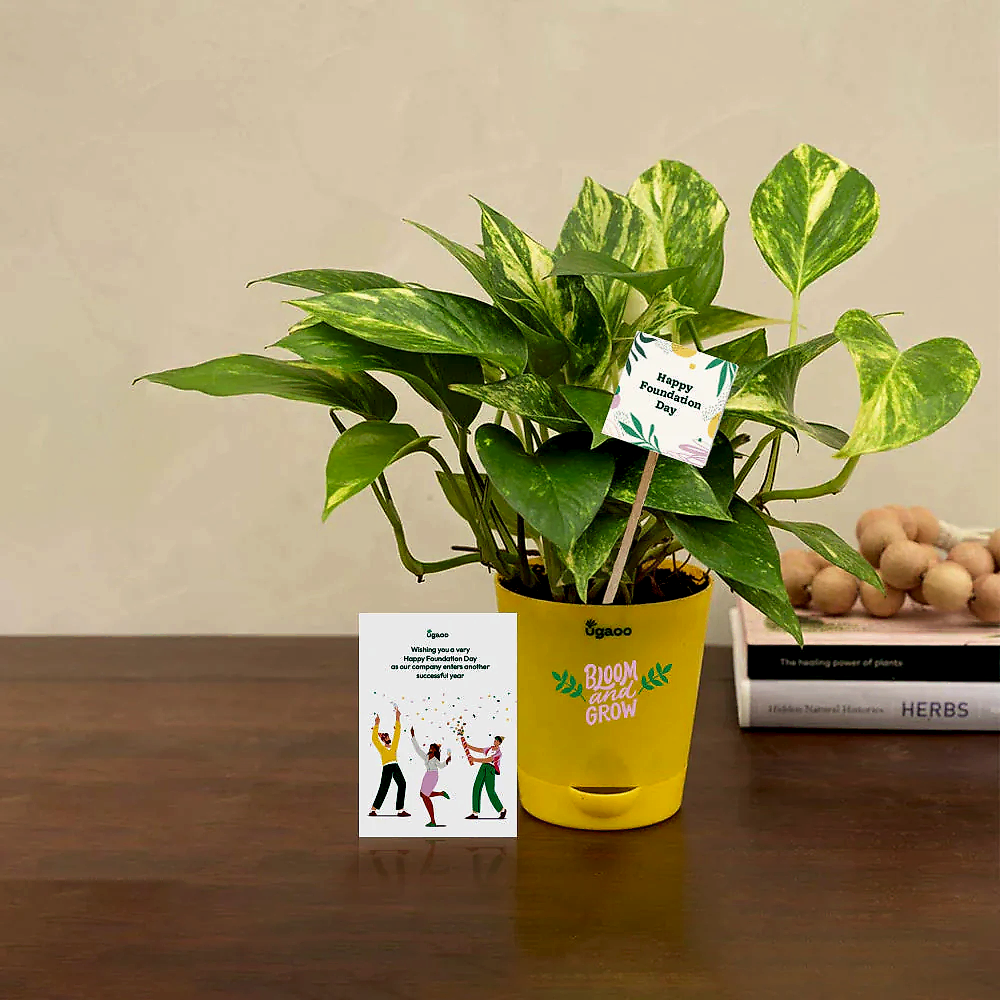 Money Plant Variegated Corporate Gift Hamper