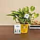Money Plant Variegated Corporate Gift Hamper
