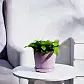 spiro-pink