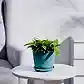 spiro-tblue
