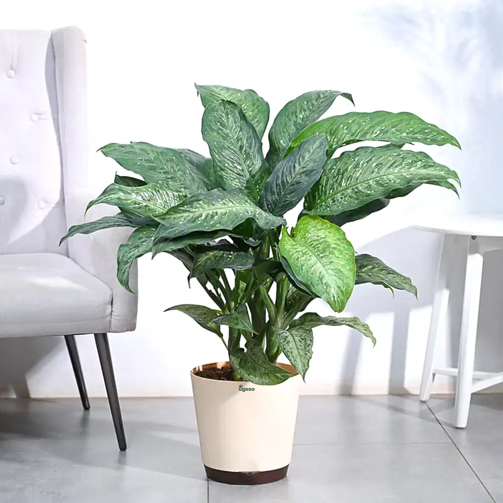 Dieffenbachia Plant XL