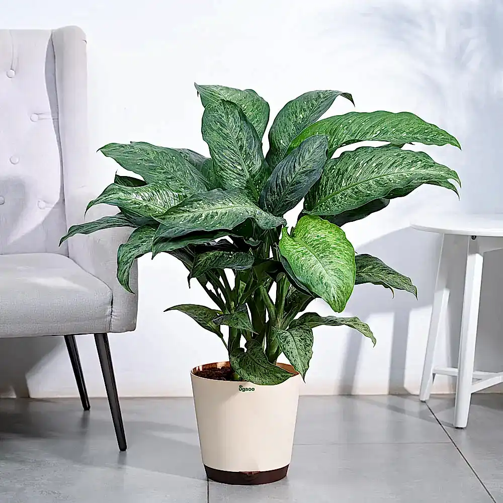 Dieffenbachia Plant XL