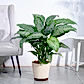 Dieffenbachia Plant XL