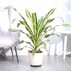 Draceana Dara Singh - XL