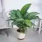 Dieffenbachia Plant XL