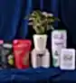 Syngonium Pink Plant For Women&