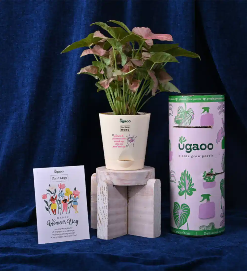 Syngonium Pink Plant For Women&