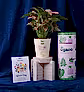 Syngonium Pink Plant For Women&