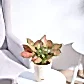 GrailCeramicPotPeach