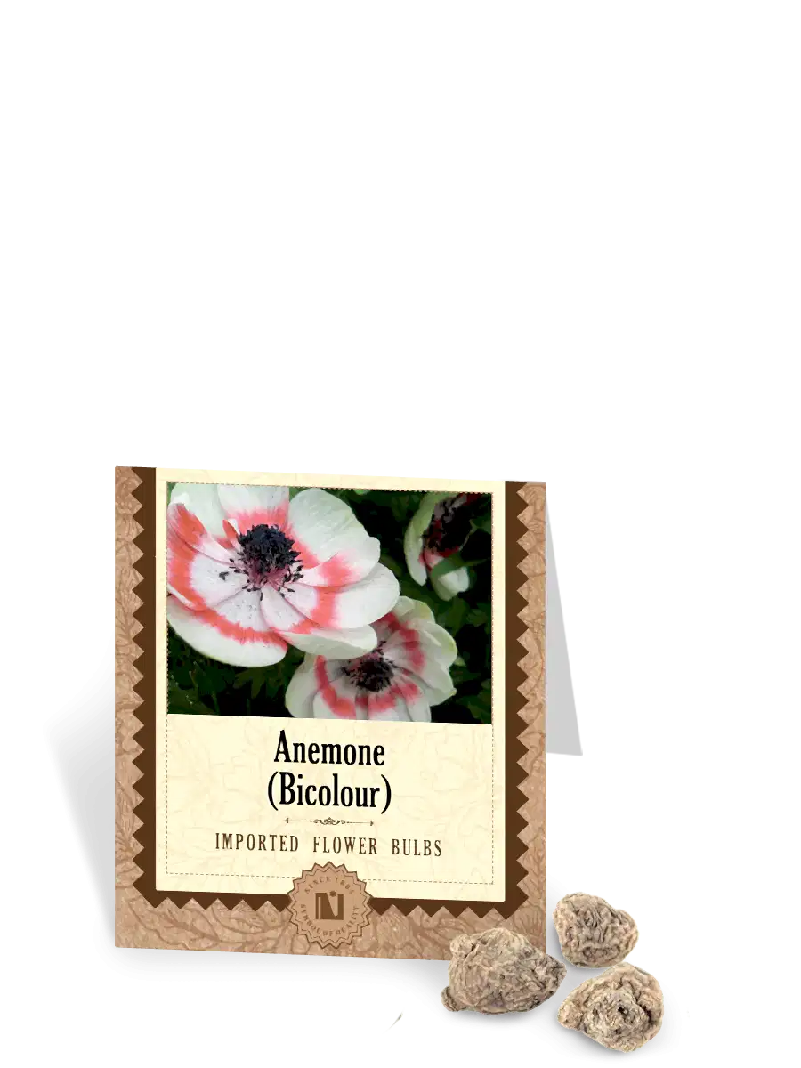 Anemone Bicolor Bulbs