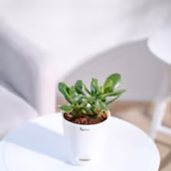 Crassula Ovata Plant