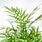 NUPL0368SBK