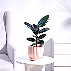Rubber Plant