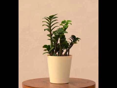 Dwarf ZZ Plant