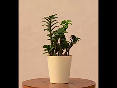 Dwarf ZZ Plant