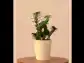 Dwarf ZZ Plant