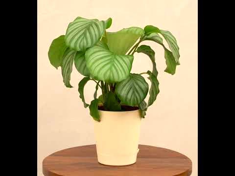 Calathea Orbifolia - Medium