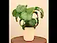 Calathea Orbifolia - Medium