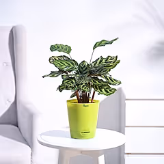 Peacock Plant