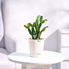 Christmas Cactus