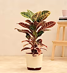 Croton Petra
