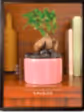 Lilac Stories Bundle - Magenta
