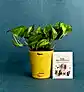 Plant with Cork Notebook, Pen & Bamboo Vacuum Flask