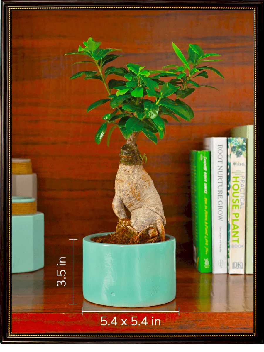 Lilac Stories Bundle - Aqua Green
