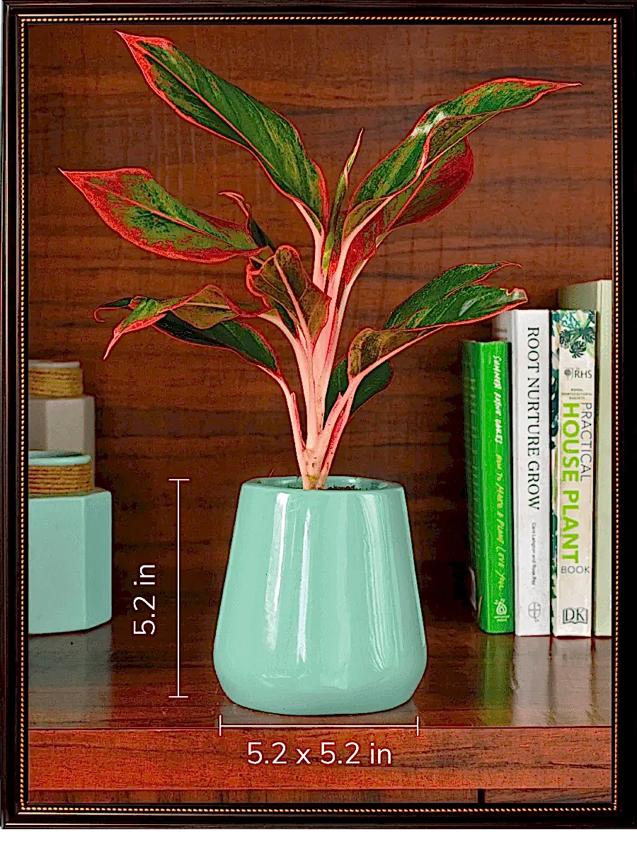 Tulip Fantasy Bundle - Aqua Green