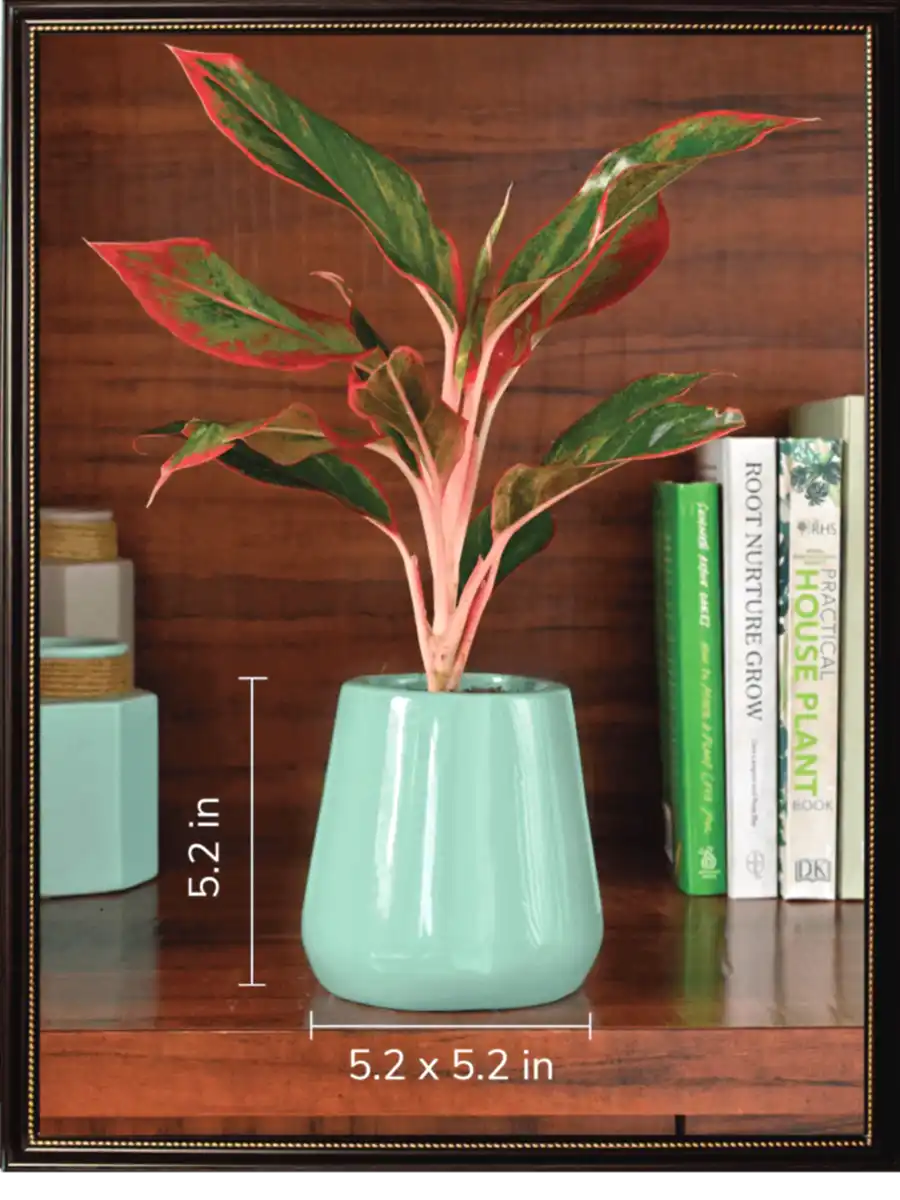Tulip Fantasy Bundle - Aqua Green