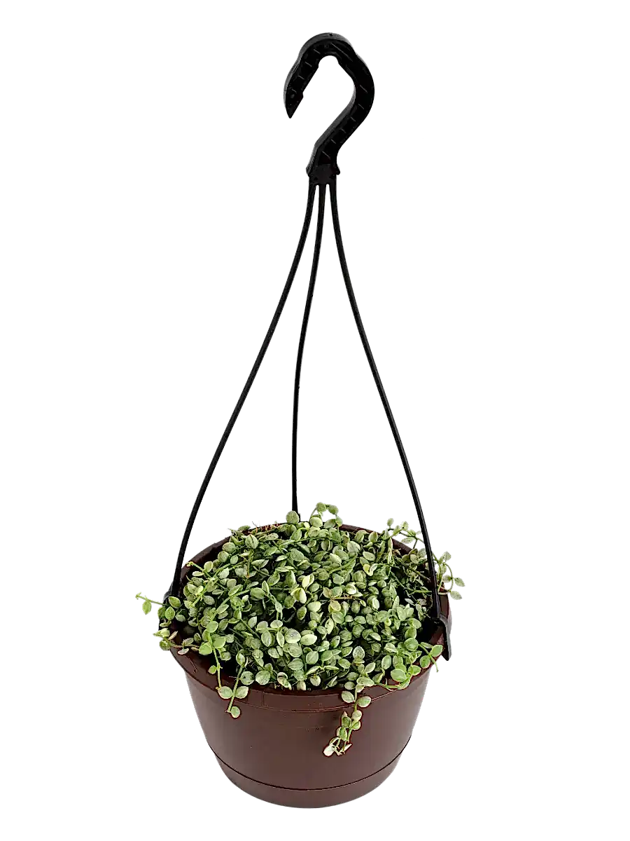 String of Nickels