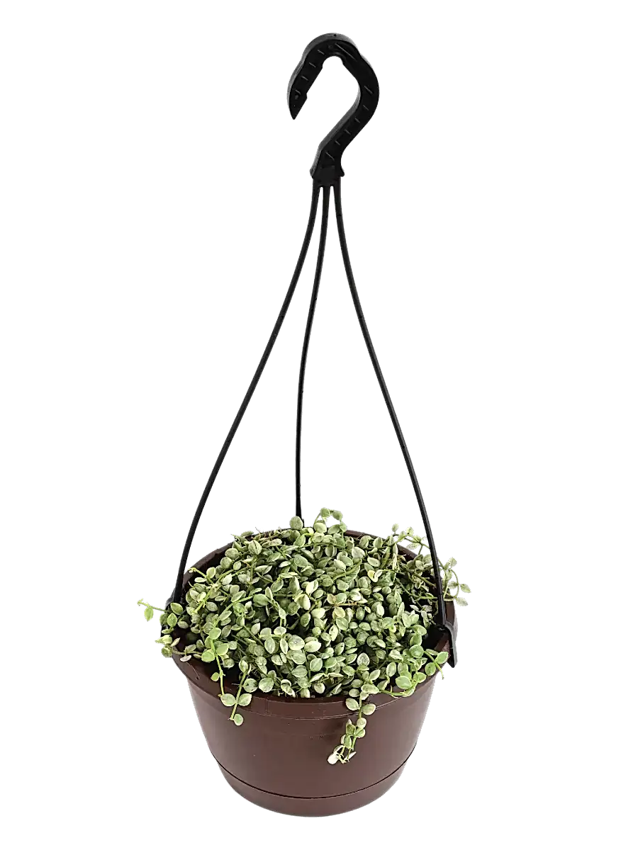 String of Nickels
