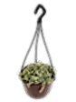 String of Nickels