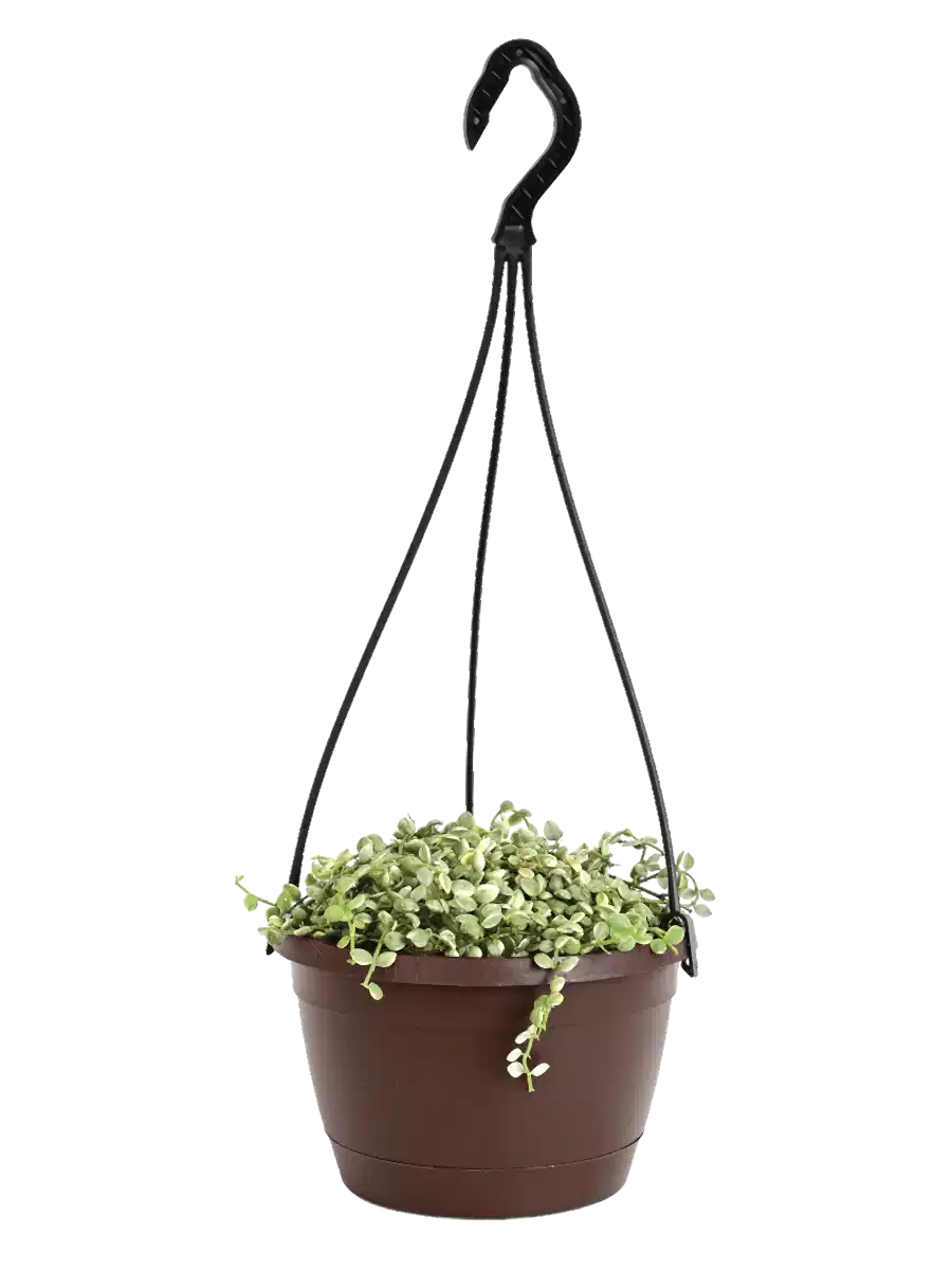 String of Nickels