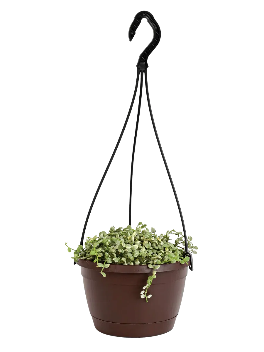 String of Nickels