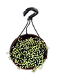 String of Nickels
