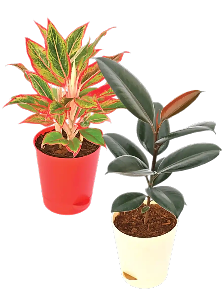 The Living Room Bundle